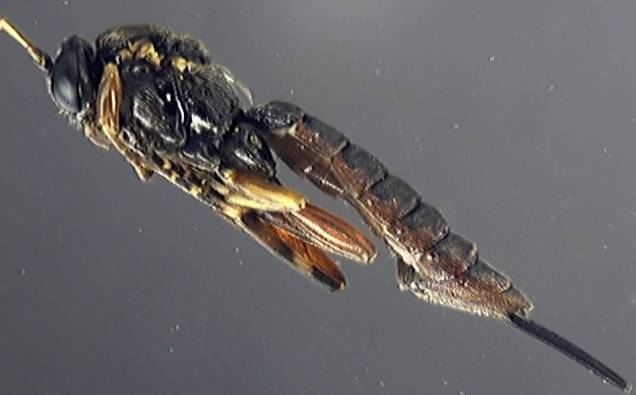 Ichneumonidae 25